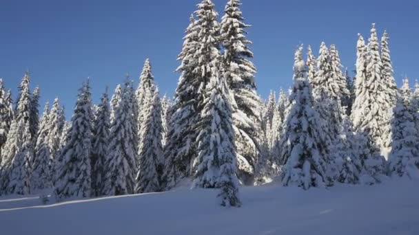 冬季森林道路上覆盖着积雪的冷杉之间的流动 — 图库视频影像