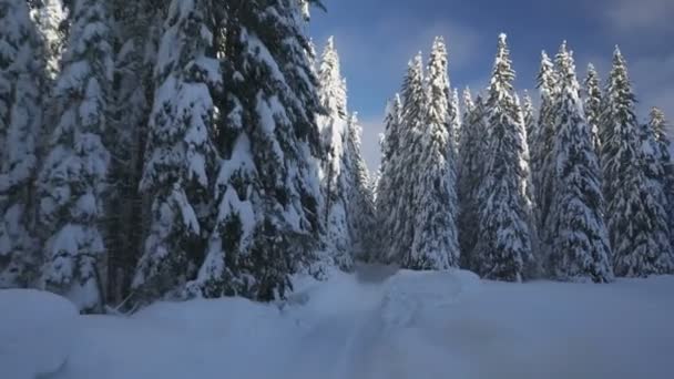 雪に覆われた企業間の冬の森の道の動き — ストック動画
