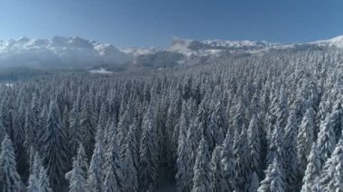 Arkasında dağlar olan karla kaplı ladin ormanının üzerinden uçmak.