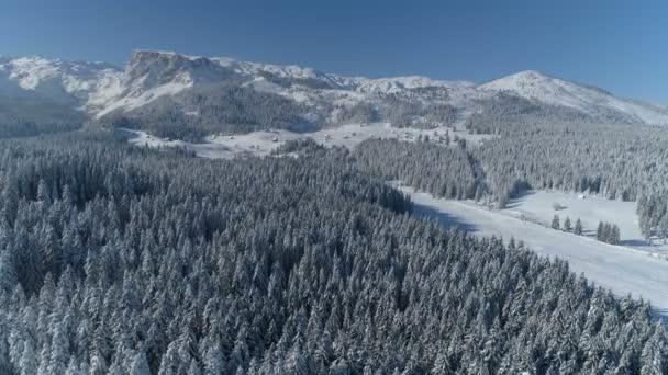 Volo sopra la foresta di abeti innevati con montagne sullo sfondo — Video Stock