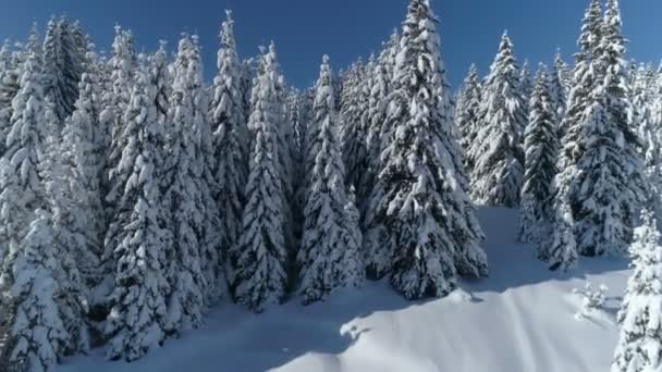 Vlucht over het besneeuwde sparrenbos met bergen op de achtergrond — Stockvideo