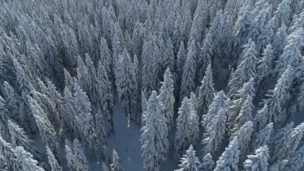 Flyvning over den snedækkede granskov med bjerge i baggrunden – Stock-video