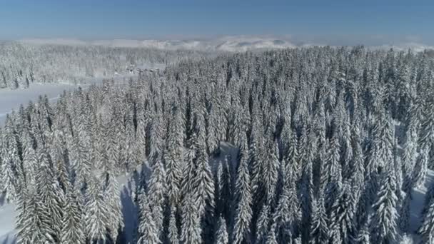 Vlucht over het besneeuwde sparrenbos met bergen op de achtergrond — Stockvideo