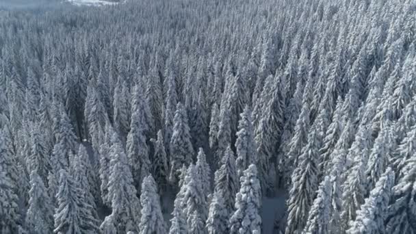 Полет над заснеженным еловым лесом с горами на заднем плане — стоковое видео
