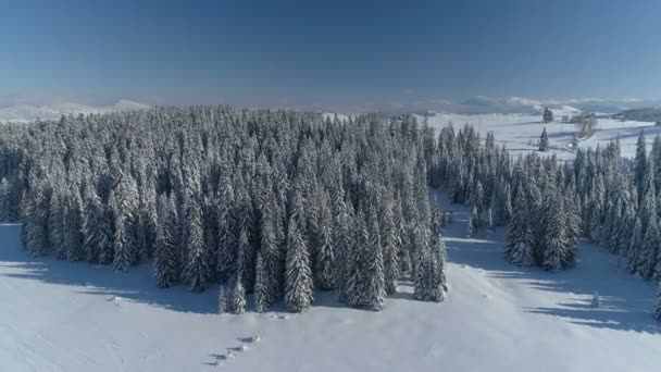 Volo sopra la foresta di abeti innevati con montagne sullo sfondo — Video Stock