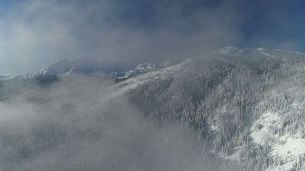 雪に覆われたスプルースの森を山を背景に飛行し — ストック動画