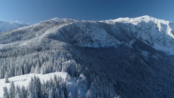 Survol de la forêt d'épinettes enneigée avec des montagnes en arrière-plan — Video