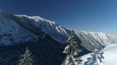 Arkasında dağlar olan karla kaplı ladin ormanının üzerinden uçmak.