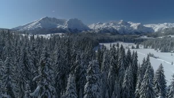 Flight over the snow-covered spruce forest with mountains in the background — Stock Video