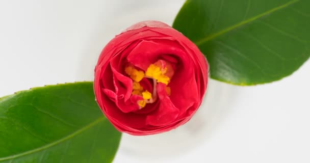 Japonais camélia fleur floraison laps de temps — Video