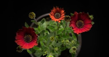 Mercan osteospermum çiçek açıyor, kırmızı Afrika papatyası.