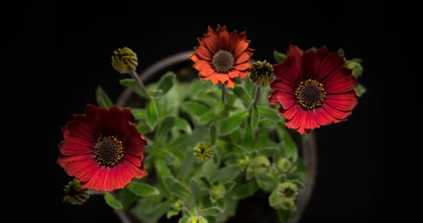 Mercan osteospermum çiçek açıyor, kırmızı Afrika papatyası. — Stok video