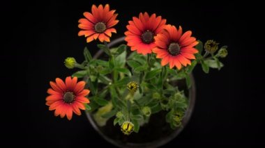 Mercan osteospermum çiçek açıyor, kırmızı Afrika papatyası.