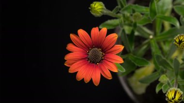 Mercan osteospermum çiçek açıyor, kırmızı Afrika papatyası.