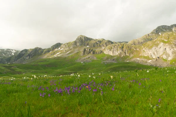 Prairie verte dans le plateau de Lukavica au printemps, Monténégro — Photo