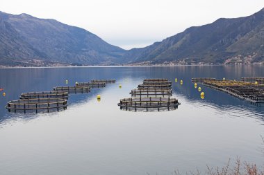 Karadağ Bay balık çiftliği