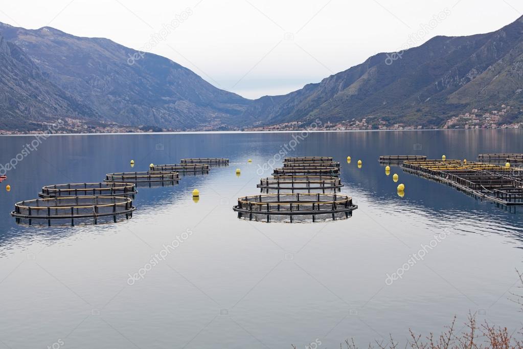 Fish farm in the Bay of Montenegro