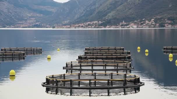 Pobřežní chov ryb v Černé hoře — Stock video