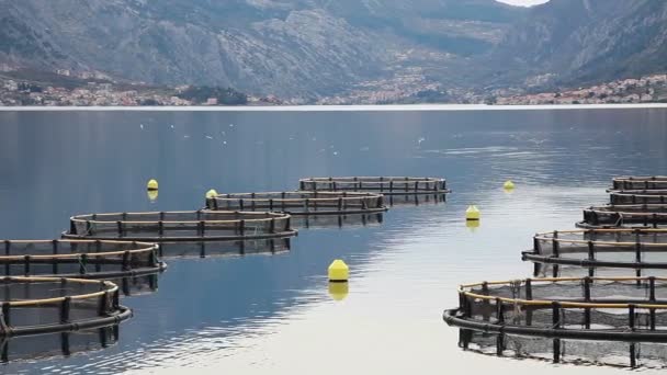 Kustnära fiskodling i montenegro — Stockvideo