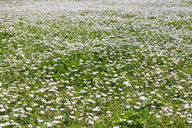 Papatya çayır arka plan
