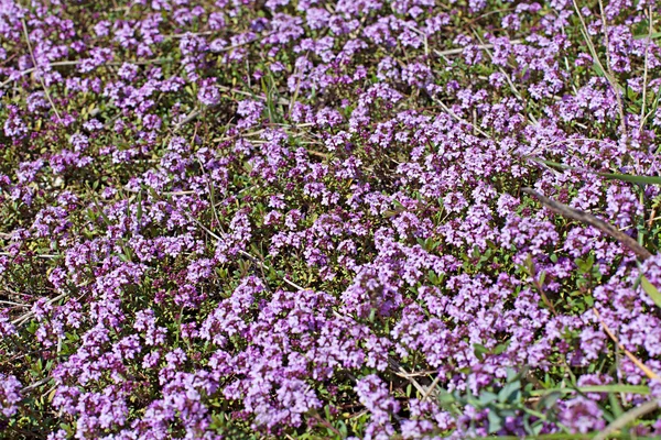 Pembe çiçekli bitki kekik Bayındır