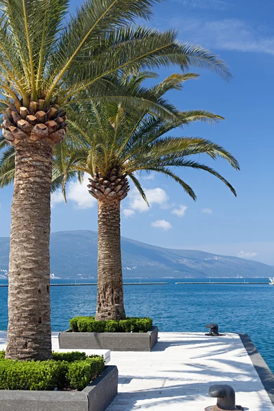 Palm trees on a sunny day in the marina Porto Montenegro — Stock Fotó