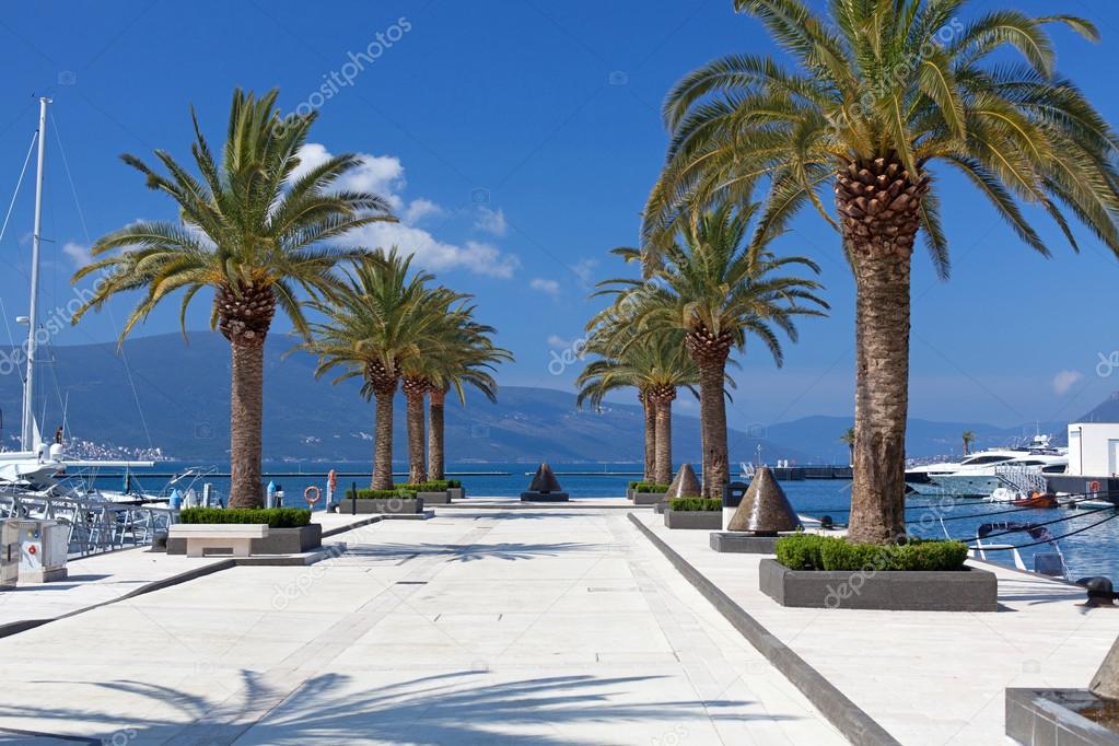 palm trees on a sunny day in the marina Porto Montenegro