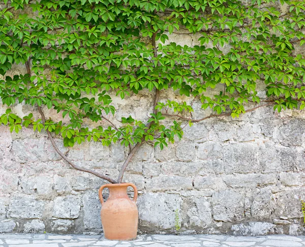 Wild grapes on the wall. — Stock Photo, Image
