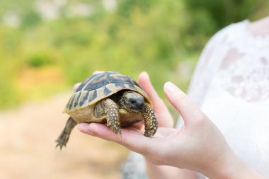 El - avuç içi turtle