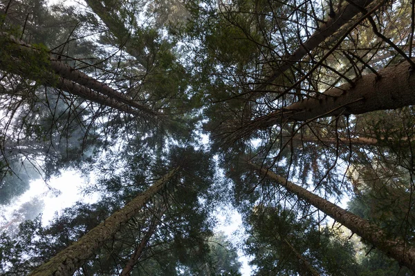 Misty morning forest — Stock Photo, Image