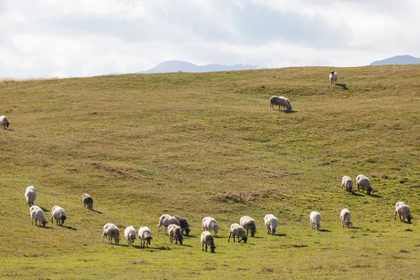 Flock of sheep on green grass Royalty Free Stock Photos