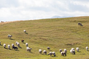 Koyun sürüsü yeşil çimlerde