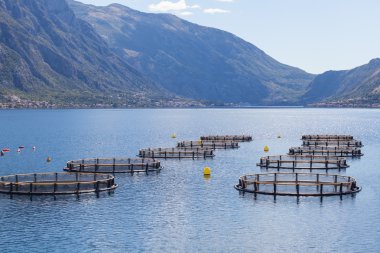 Kotor Körfezi balık çiftliği