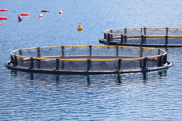 Ferme piscicole dans la baie de Kotor — Photo