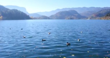 lake Bled üzerinde ördek