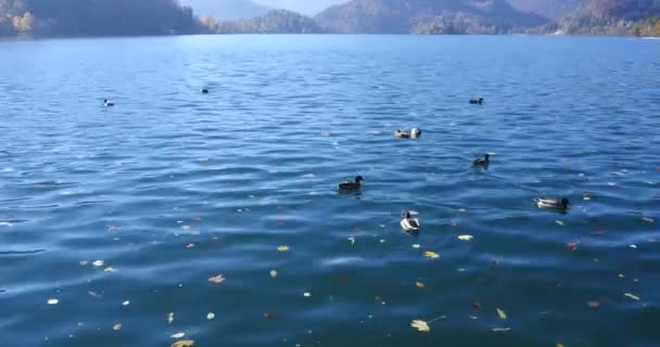 Утки на озере Блед — стоковое видео