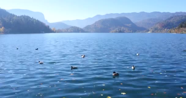 호수 Bled에 오리 — 비디오