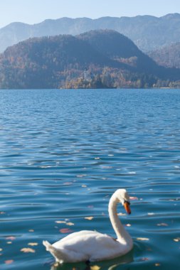 Beyaz Kuğu lake Bled üzerinde