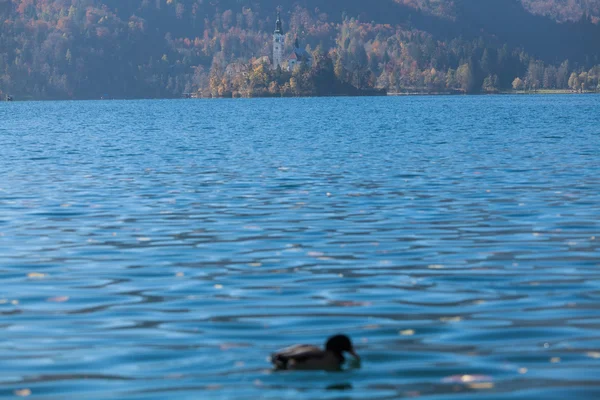 Ducks on lake Bled — Stock Photo, Image