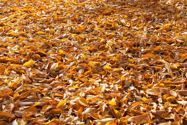 Golden autumn leaves. — Stock Photo, Image
