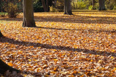Altın sonbahar yaprakları.