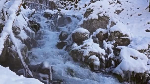 Река в снежном лесу — стоковое видео