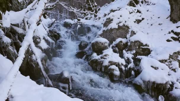 Río en bosque nevado — Vídeos de Stock