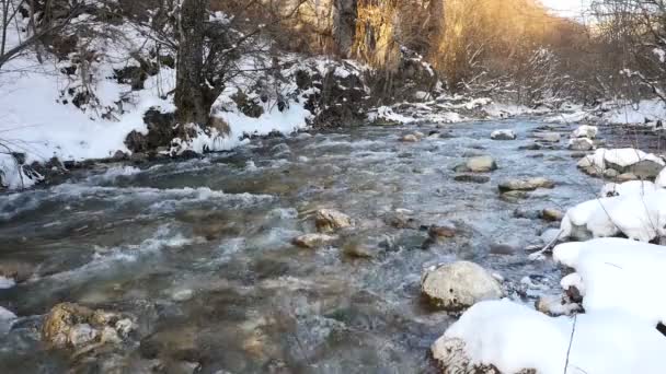 Fluss im verschneiten Wald — Stockvideo