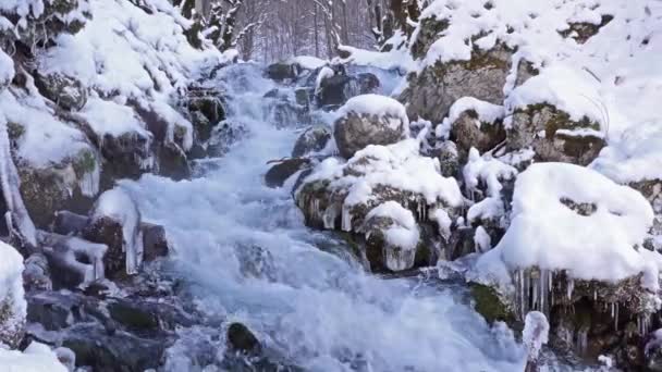 Řeka v zasněženém lese — Stock video