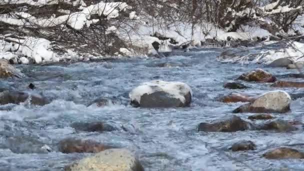 雪に覆われた森の川 — ストック動画