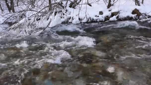 Rivière dans la forêt enneigée — Video