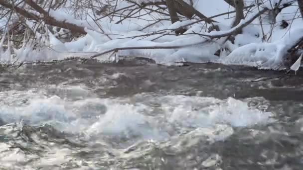 Karlı ormandaki nehir — Stok video