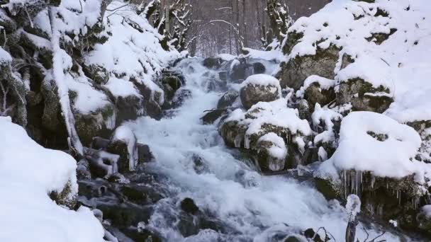 Rivière dans la forêt enneigée 