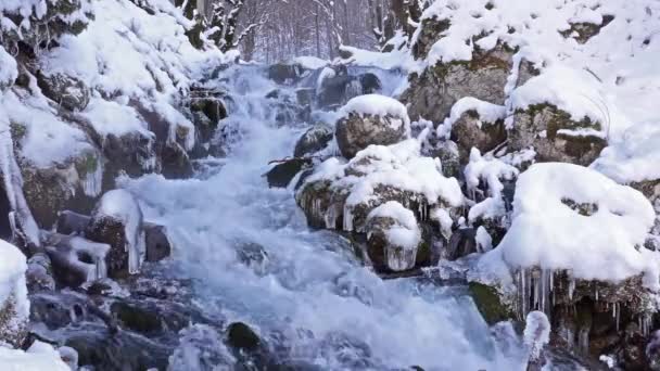 Rivier in besneeuwde bos — Stockvideo